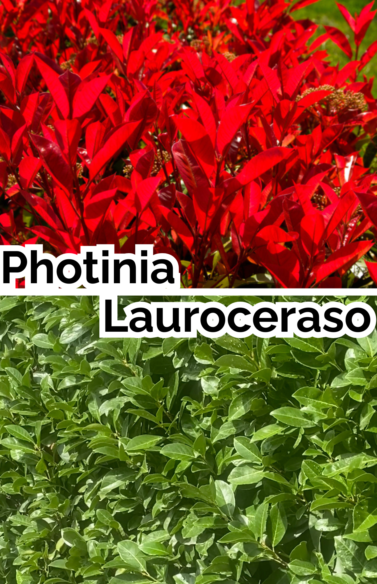 Foto Photinia-Lauroceraso a confronto