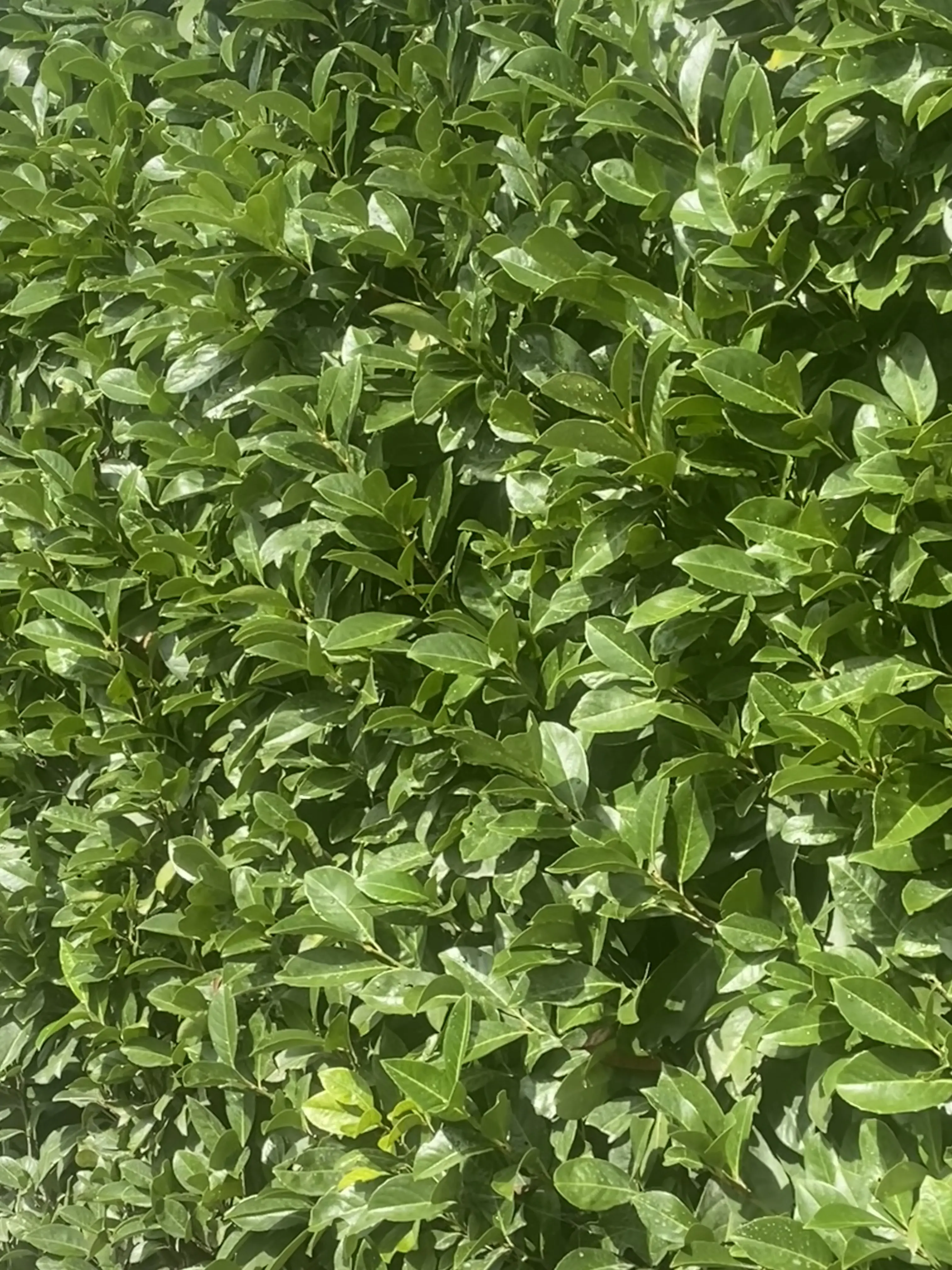 Lauroceraso