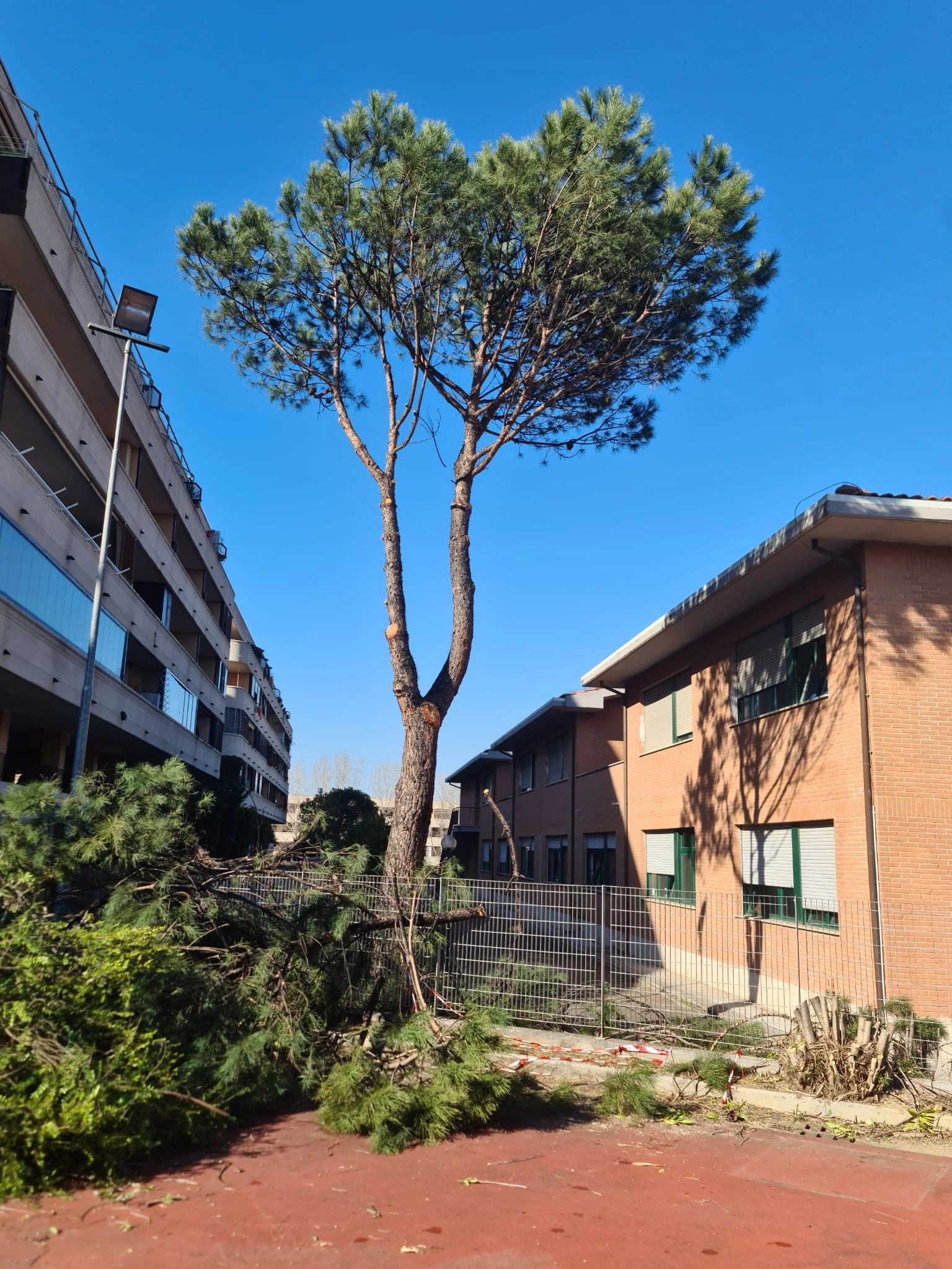 potatura di albero ad alto fusto