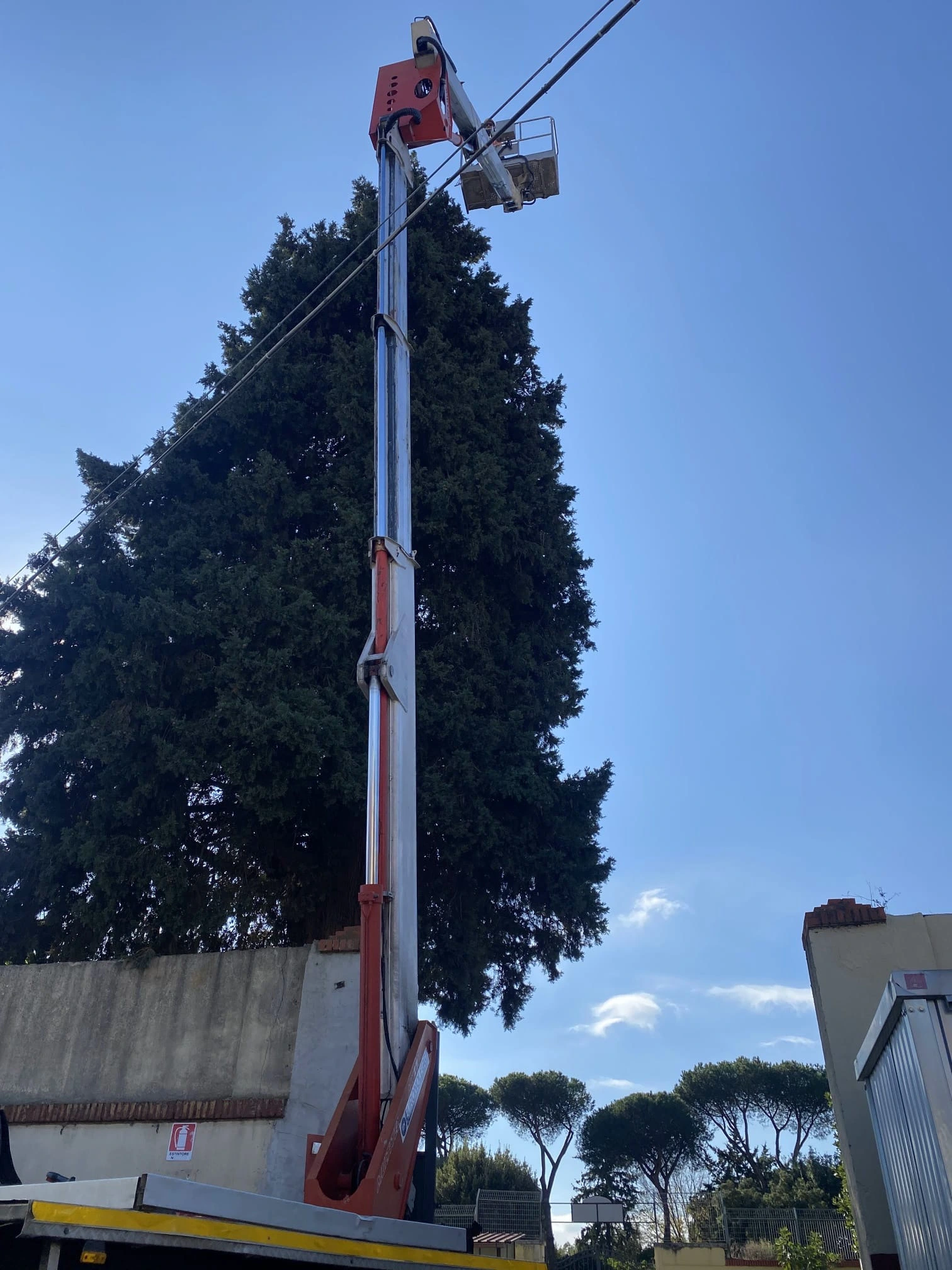 potatura di albero ad alto fusto