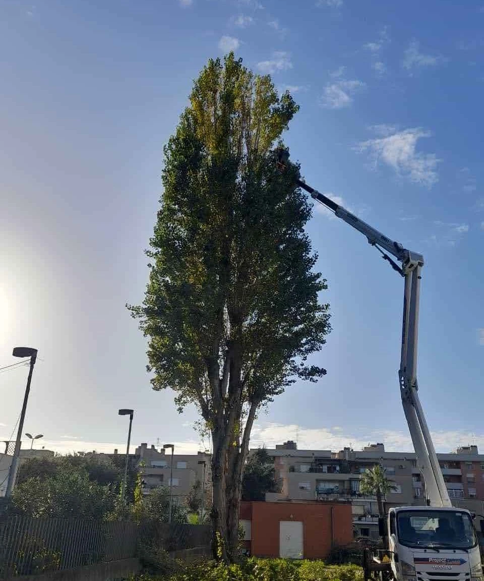 potatura di albero ad alto fusto