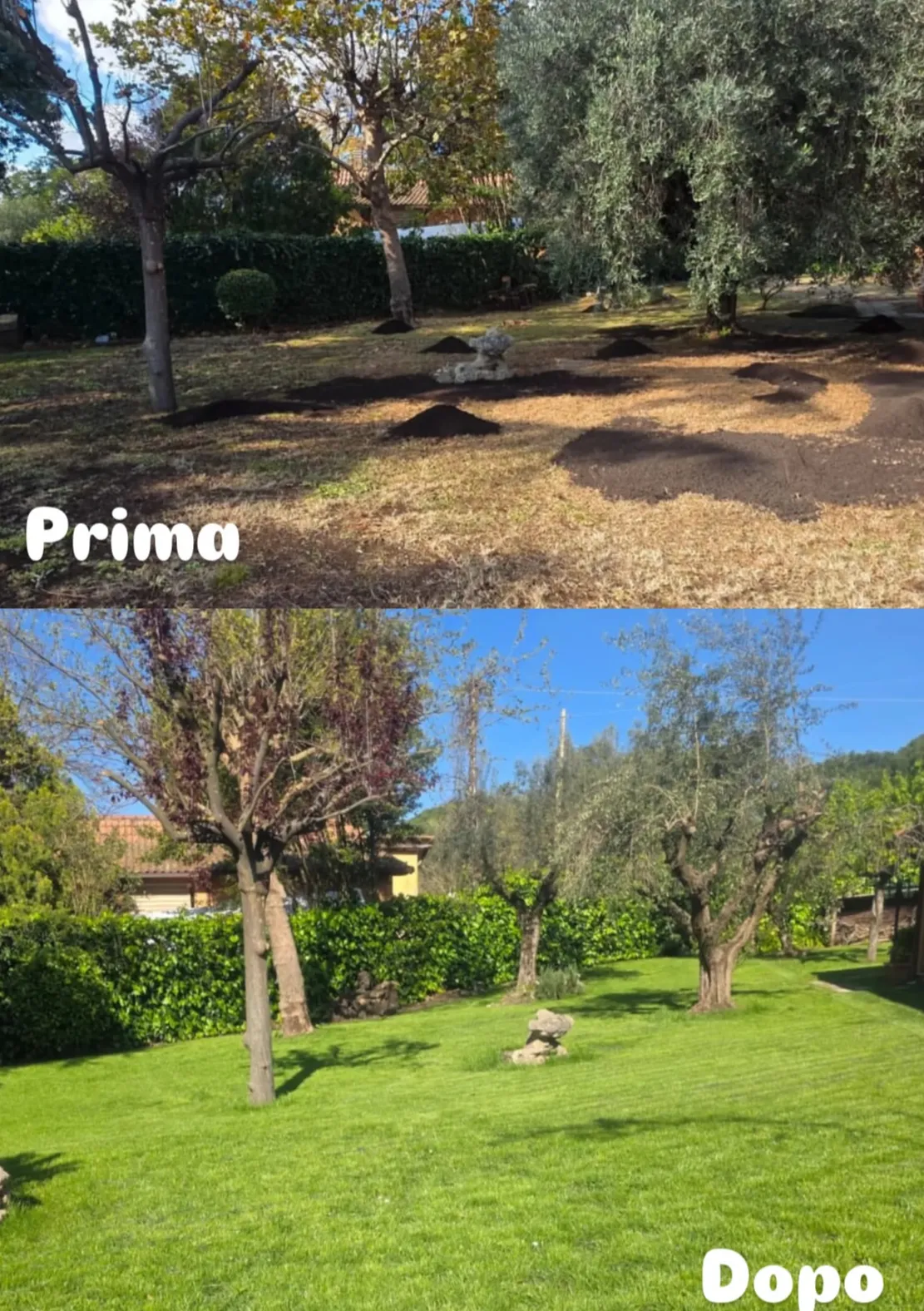 Foto del prima e del dopo di un rifacimento del manto erboso