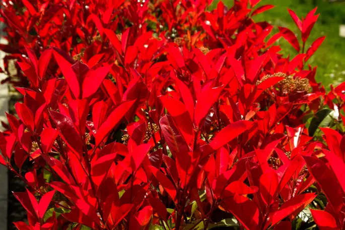 Photinia in autunno