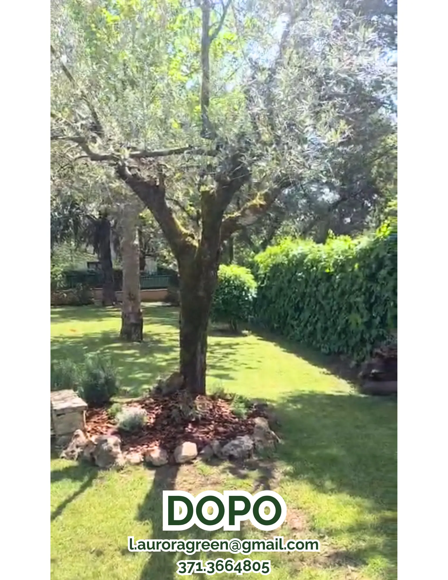 foto del dopo dell' ulivo