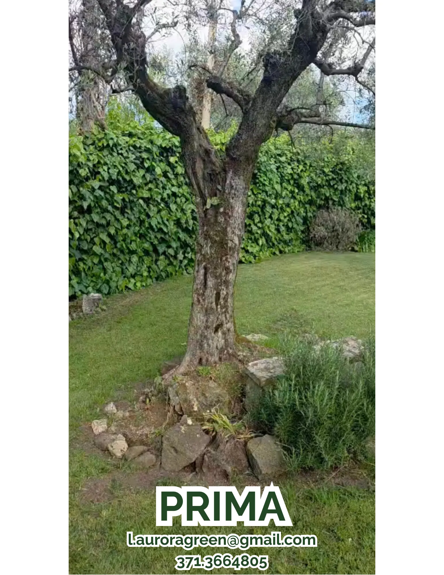 foto del prima di un ulivo
